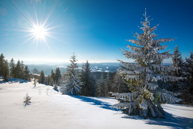 Paysage ensoleillé fascinant d'une forêt d'hiver située sur une pente enneigée par une journée d'hiver glaciale et ensoleillée