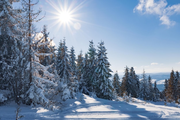 Paysage ensoleillé fascinant d'une forêt d'hiver