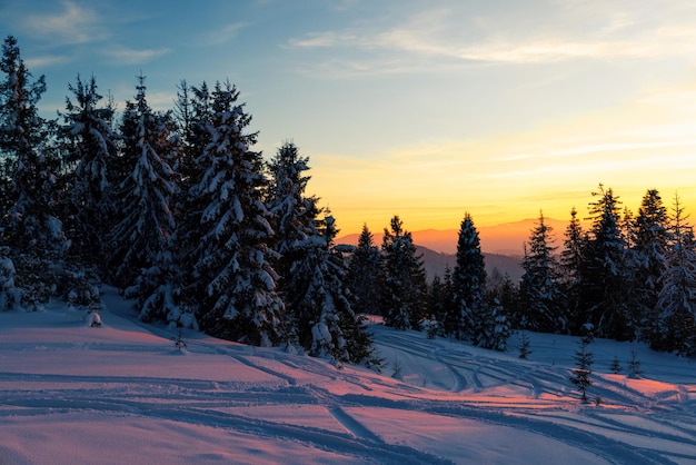 Paysage ensoleillé fascinant d'une forêt d'hiver