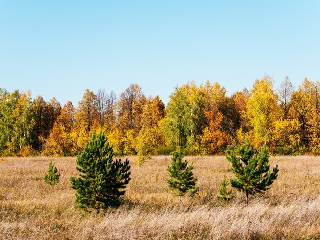 Paysage ensoleillé pittoresque d'automne. Champ avec herbe sèche, arbres de Noël verts, arbres jaunes contre le ciel bleu. Beaux arbres d'automne.