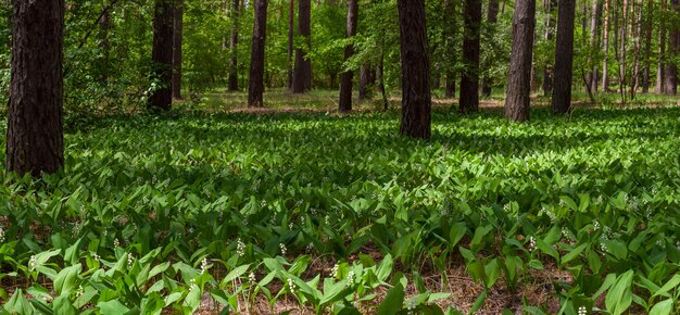 Paysage ensoleillé de printemps avec des fleurs de muguet