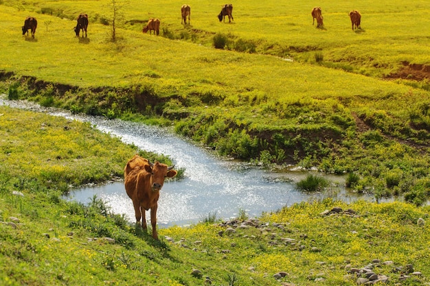 Paysage ensoleillé de printemps avec des vaches