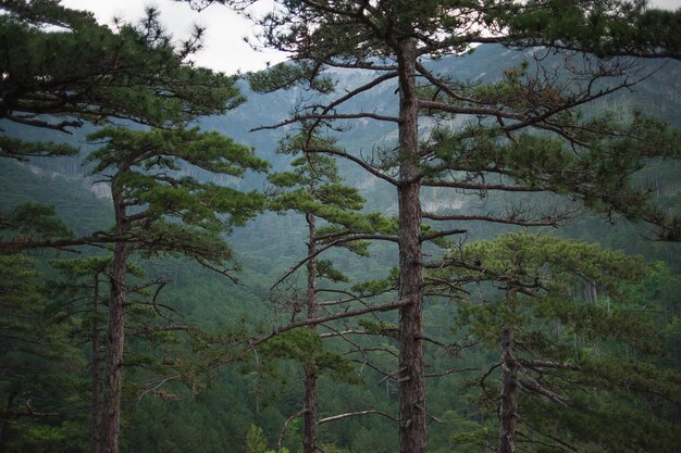 Paysage épique avec pins et montagnes en arrière-plan