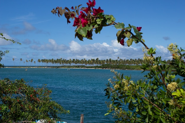 Photo paysage époustouflant de la plage pleine de cocotiers par une journée ensoleillée