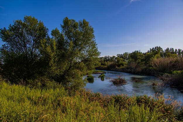 Photo paysage espagnol au bord de la rivière gallego en aragon par une chaude journée d'été ensoleillée avec des arbres verts et un ciel bleu