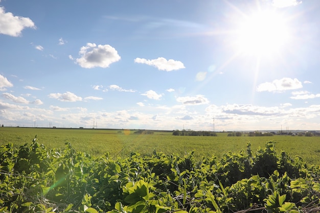 Le paysage, c'est l'été. Arbres verts et herbe dans un paysage de campagne. Journée d'été nature. Feuilles sur les buissons.