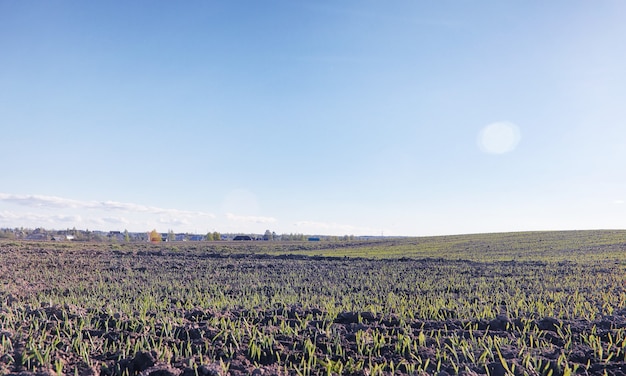 Le paysage, c'est l'été. Arbres verts et herbe dans un paysage de campagne. Journée d'été nature. Feuilles sur les buissons.