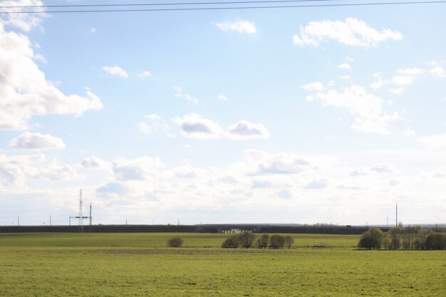 Le paysage, c'est l'été. Arbres verts et herbe dans un paysage de campagne. Journée d'été nature. Feuilles sur les buissons.