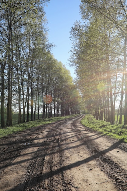 Le paysage, c'est l'été. Arbres verts et herbe dans un paysage de campagne. Journée d'été nature. Feuilles sur les buissons.