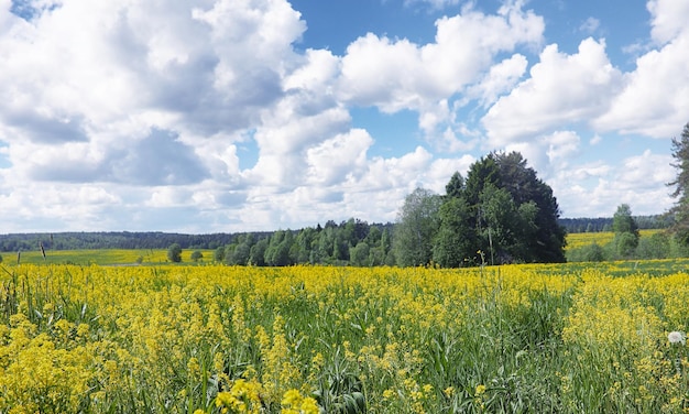 Le paysage est l’été. Arbres verts et herbe dans un paysage de campagne. Journée d'été nature. Feuilles sur les buissons.