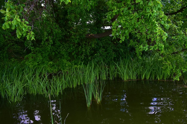 Paysage avec un étang envahi et des arbres verts dans une journée d'été Fond sombre