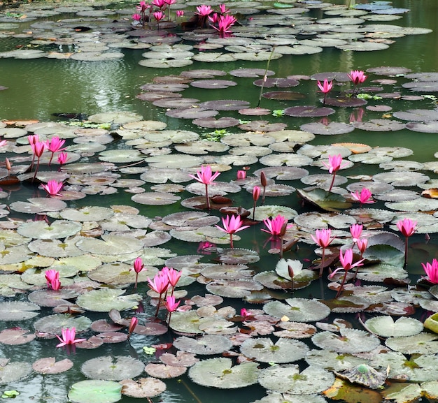 Paysage d&#39;étang de lotus