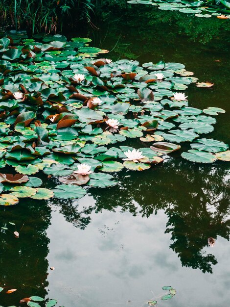 Paysage d'étang avec reflets d'eau et nénuphars