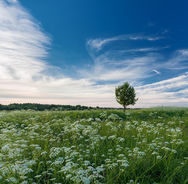 Paysage d'été avec arbre dans le champ fleuri