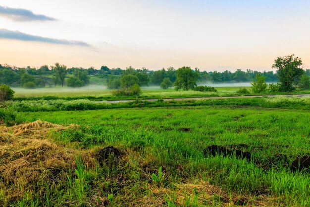 Paysage d'été avec des arbres de prairie brumeux verts et du ciel Brouillard sur la prairie au matin