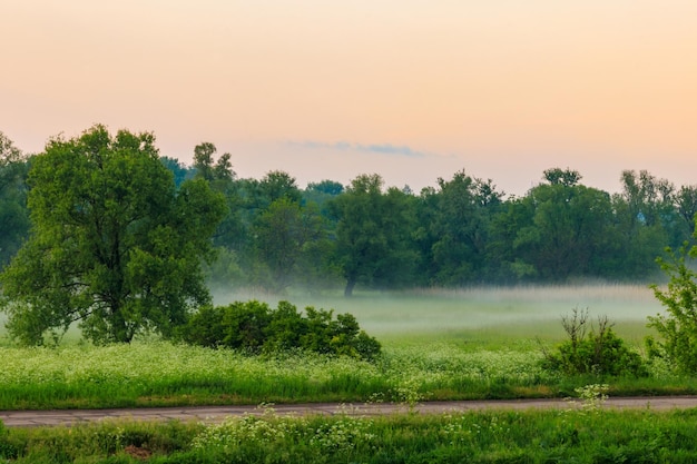 Paysage d'été avec des arbres de prairie brumeux verts et du ciel Brouillard sur la prairie au matin