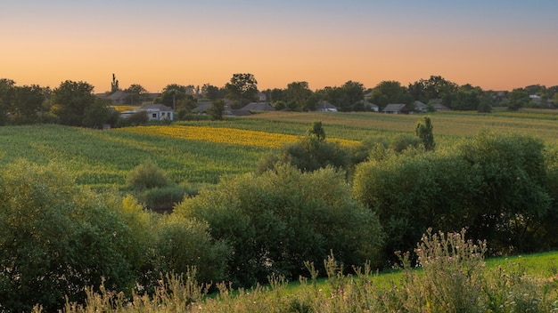 Paysage d'été avec des arbres verts sur les pentes du ravin Champ de maïs et champs de tournesols à l'horizon