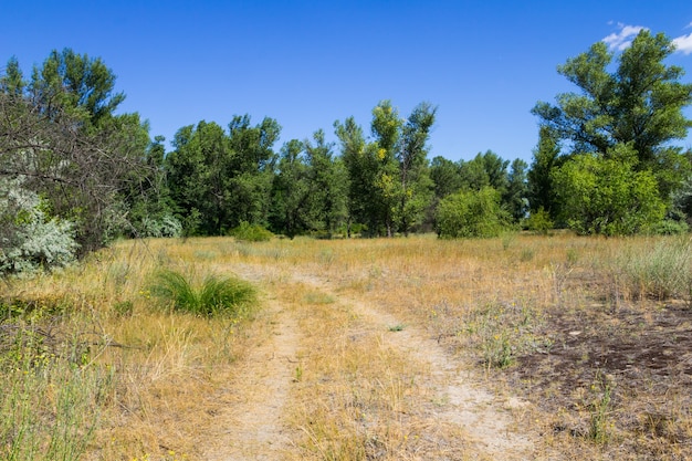 Paysage d'été avec arbres verts, prairie et ciel bleu