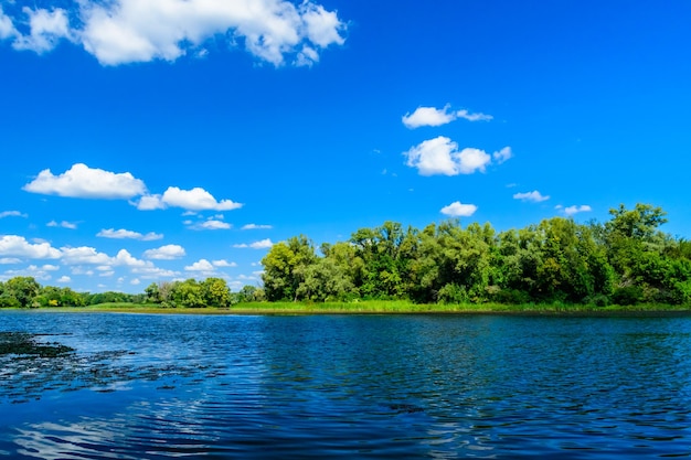 Paysage d'été avec les arbres verts et la rivière