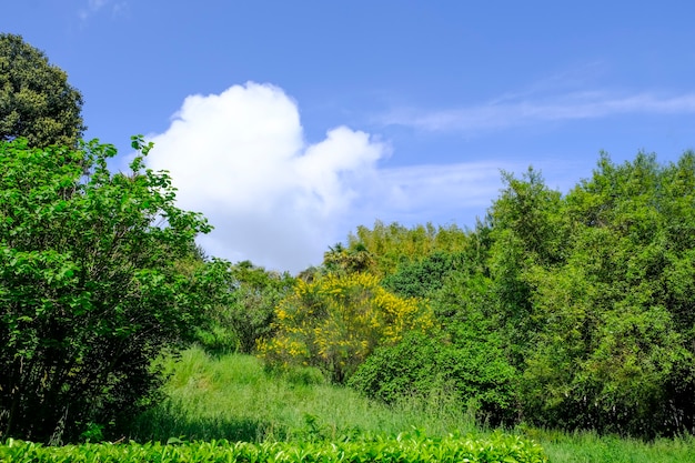 Paysage d'été avec arbustes fleuris et ciel bleu