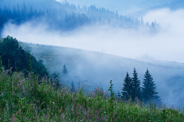 Paysage d'été brumeux matin, incroyable fond hipster avec des sapins