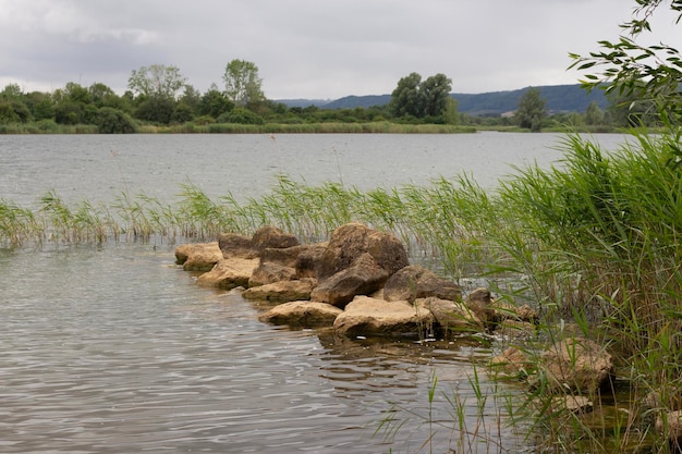 Paysage d'été calme avec un lac et des roseaux