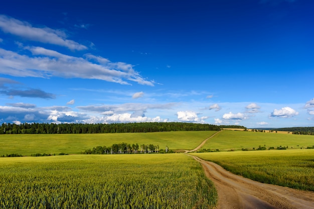 Paysage d'été avec champ de blé et nuages