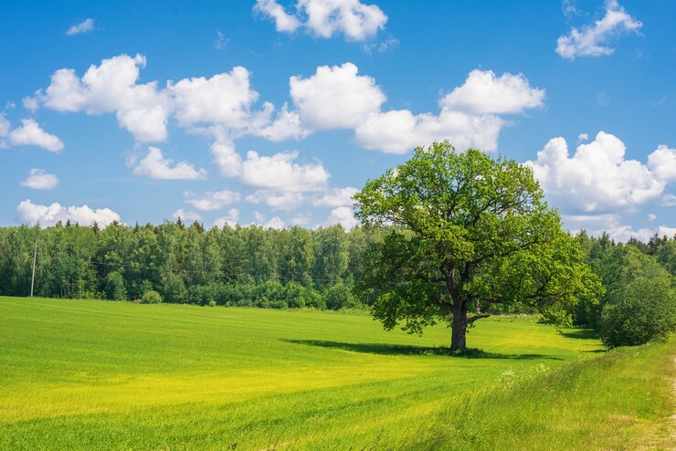 Photo paysage d'été avec champ, forêt, ciel bleu avec nuages, grand chêne solitaire
