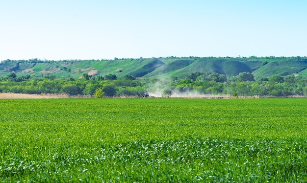 Paysage d'été avec ciel et herbe verte.