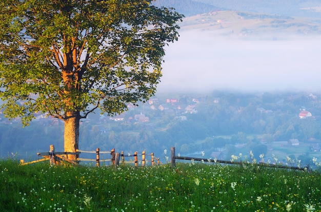 Paysage d'été avec une clôture et un arbre isolé sur une colline de montagne