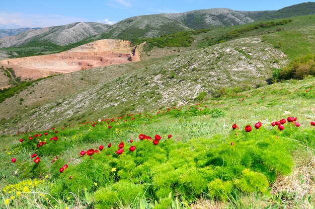 Paysage d'été, collines et prairie d'herbe verte parsemée de fleurs de pavot rouges et de pissenlits