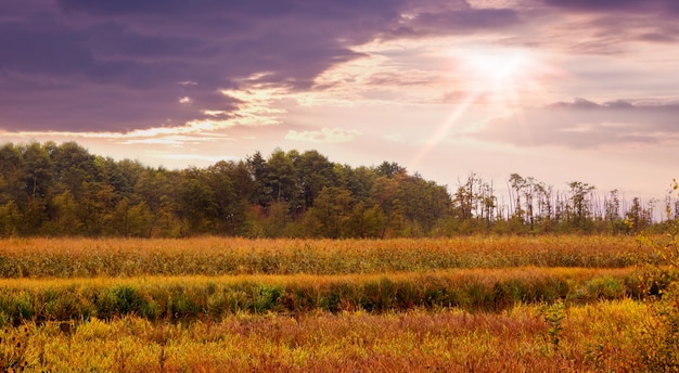 Paysage d'été: coucher de soleil sur prairie et forêt, herbe épaisse dans le pré