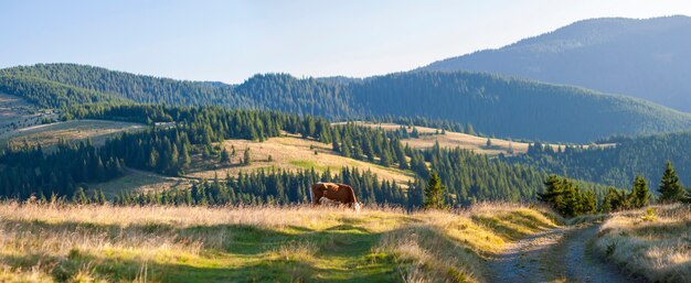 Paysage d'été dans les Carpates avec des vaches paissant sur les pâturages de montagne verts frais