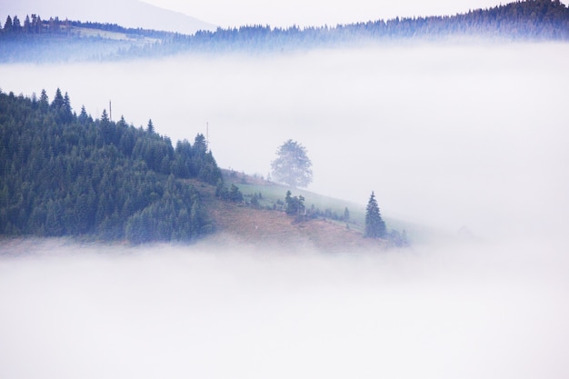 Paysage d'été dans les montagnes des Carpates en Ukraine