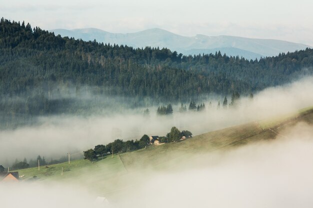 Paysage d'été dans les montagnes des Carpates en Ukraine