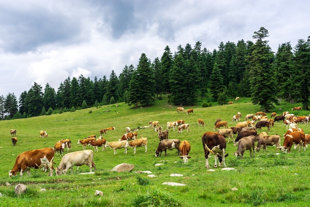 Paysage d'été dans la province d'Artvin avec des vaches qui paissent sur la montagne verte fraîche.