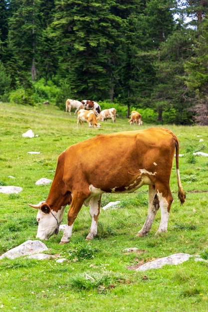 Paysage d'été dans la province d'Artvin avec des vaches qui paissent sur la montagne verte fraîche.