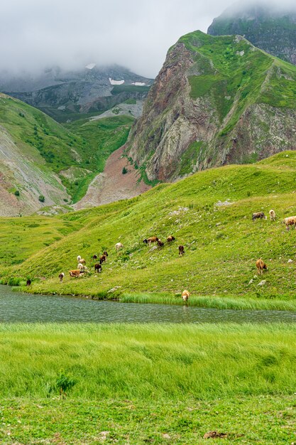 Paysage d'été dans la province d'Artvin avec des vaches qui paissent sur la montagne verte fraîche.