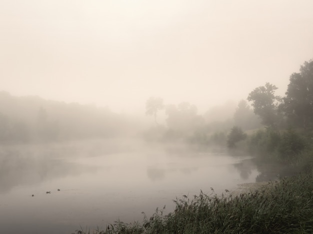 Paysage D'été Du Matin Avec Brouillard Sur Le Lac