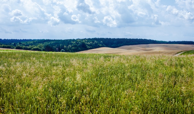 Paysage d'été ensoleillé.