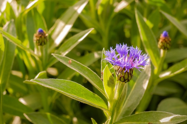 Paysage d'été avec des fleurs sauvages bleuets dans les rayons du soleil fleur pourpre dans la prairie photo gros plan en été