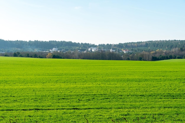 Paysage d'été Un grand champ vert avec des cultures ou des grains de céréales Vue du village à l'horizon Ciel clair chaud Journée ensoleillée Beauté et grâce