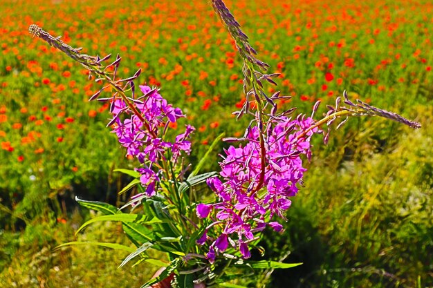 Paysage d'été d'herbe de prairie et de coquelicots rouges