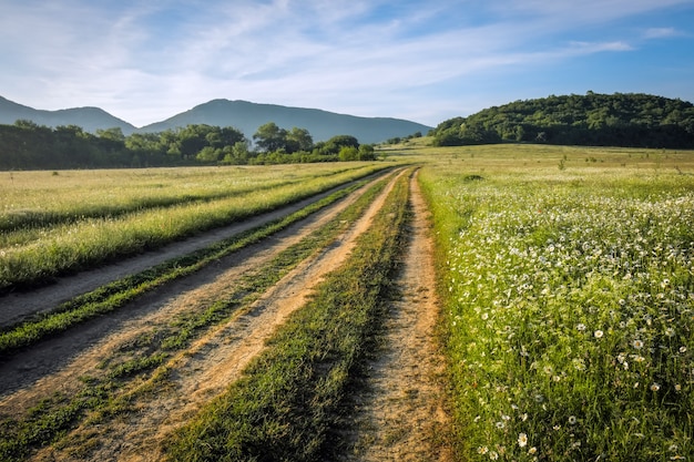 Paysage d'été avec herbe verte, fleurs, route et arbres