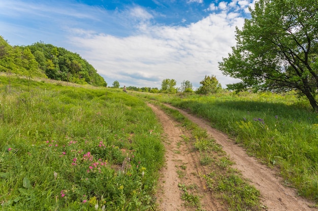 Paysage d'été avec de l'herbe verte