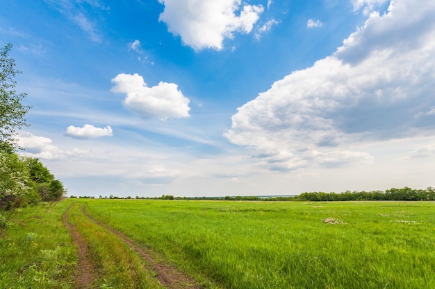 Paysage d'été avec de l'herbe verte