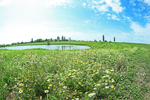 Paysage d'été avec lac