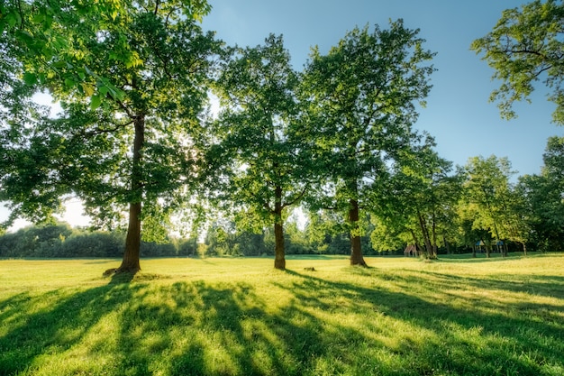 Paysage d'été magnifique avec des chênes au coucher du soleil