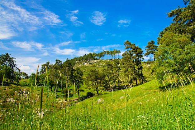 paysage d&#39;été de montagne