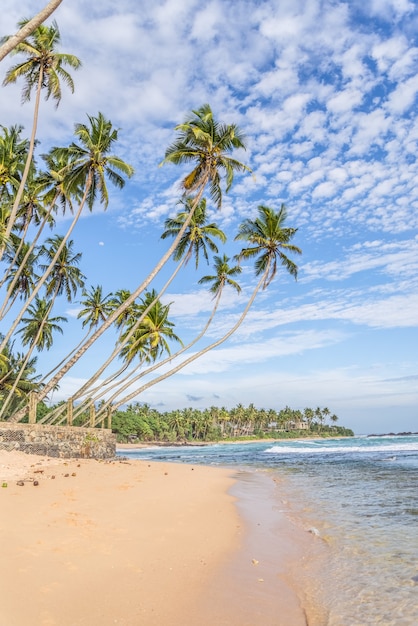 Paysage d'été avec des palmiers au bord de l'océan pacifique.